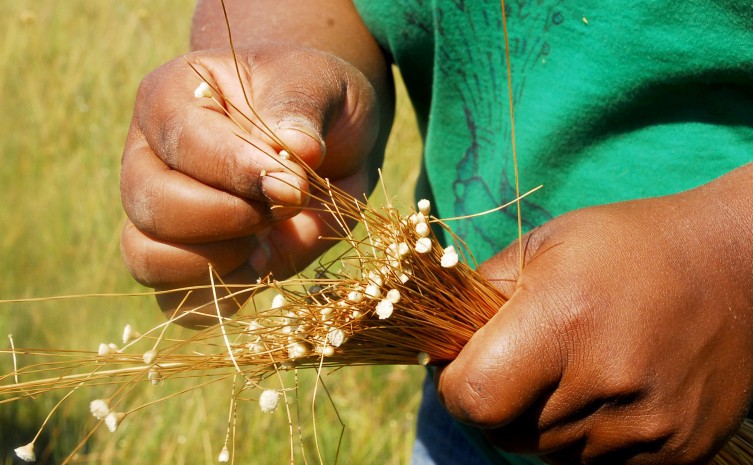 Colheita do capim dourado só é permitida entre os meses de setembro e novembro - Foto: Esequias Araújo/Governo do Tocantins