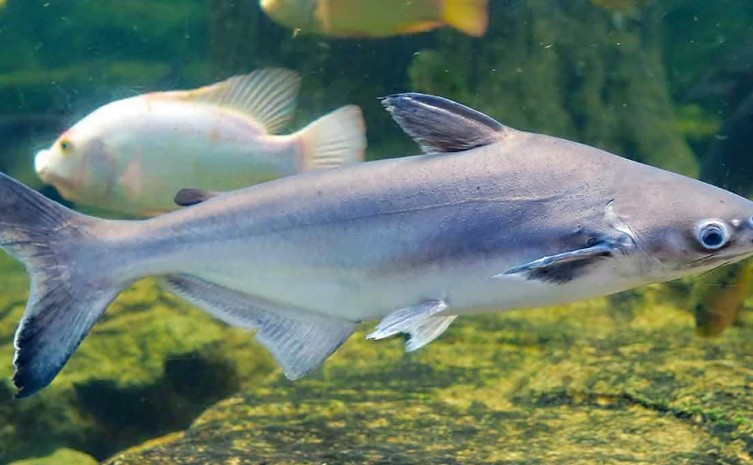 O clima tocantinense é favorável à criação do peixe panga - Foto: Divulgação/Internet