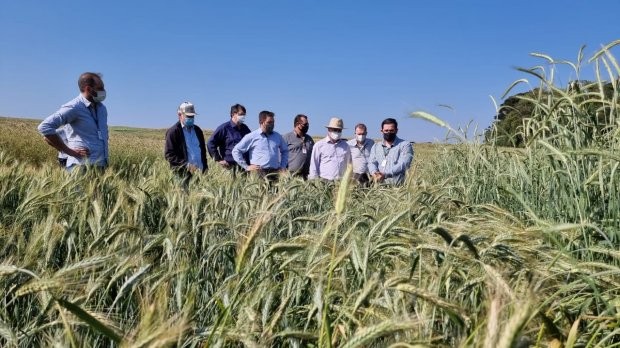 Fotos: Divulgação/SAR Grande polo produtor de grãos, a região Oeste avança também no cultivo de cereais de inverno. As pesquisas para a produção de trigo, triticale e centeio em Chapecó começam a mostrar os primeiros resultados. Os experimentos, realizado