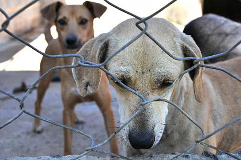 Texto permite eutanásia apenas em casos de animais com doenças graves ou infectocontagiosas incuráveis - Pollyanna Maliniak/ALMG