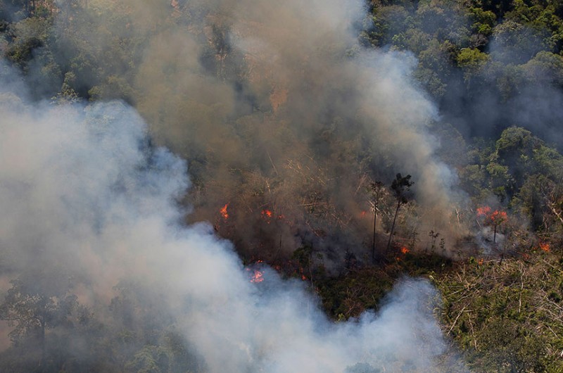O relatório de Jaques Wagner ao projeto de Jorge Kajuru recomenda que a recomposição se dê exclusivamente com espécies vegetais do bioma original destruído ilegalmente - Bruno Kelly/Amazônia Real
