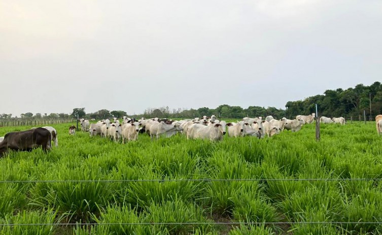 URT de Pedro Afonso - Fazenda Nova - Foto: Seagro/Governo do Tocantins