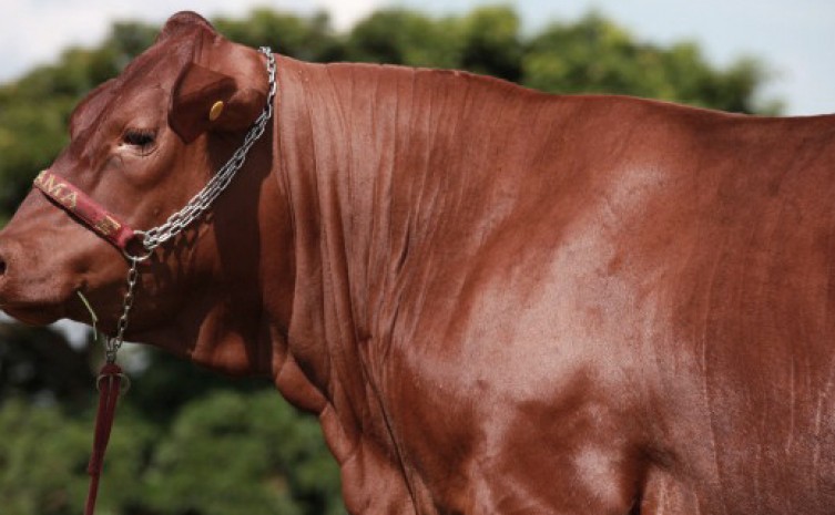 Em sua terceira edição, a PecShow- Feira de Exposição e Vendas de Touros e outras espécies de animais selecionados geneticamente - será realizada nos dias 28, 29 e 30 de outubro, no Parque Agrotecnológico de Palmas - Foto: Seagro/Governo do Tocantins