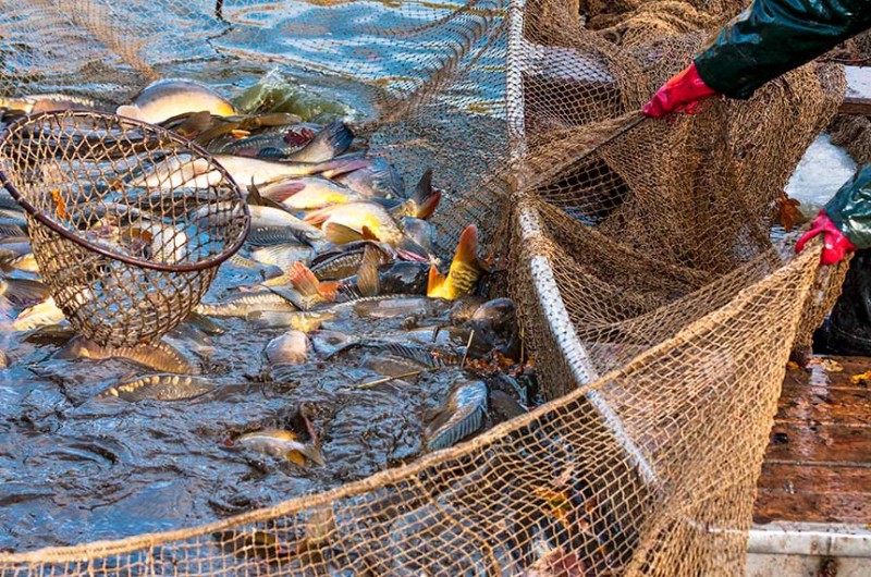 Técnica de pesca usa redes puxadas por barcos para capturar o pescado no fundo do mar - stockphotos