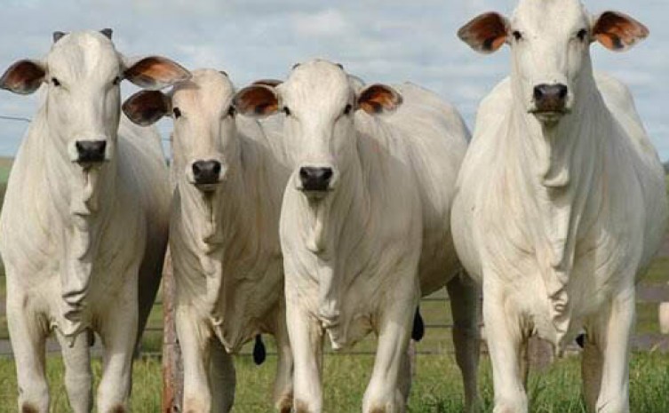 Vitrine on-line de animais comerciais e presenciais de animais de elite - Foto: Agricultura/Governo do Tocantins