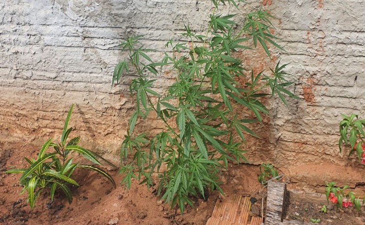 Pés de maconha localizados na residência de um dos suspeitos - Foto: SSP/Governo do Tocantins