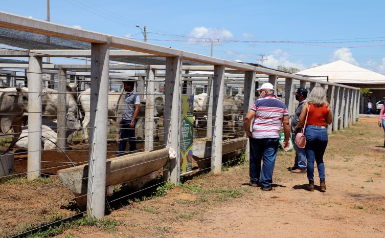 Pecshow é uma vitrine que promove o incentivo e crescimento do pecuarista - Foto: Luciano Ribeiro/Governo do Tocantins