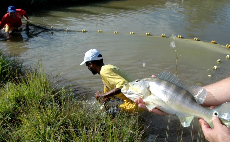 5ª Semana da Piscicultura ocorre desta quinta-feira, 4 até sábado, 6, de forma presencial e on-line - Foto: Seagro/Governo do Tocantins