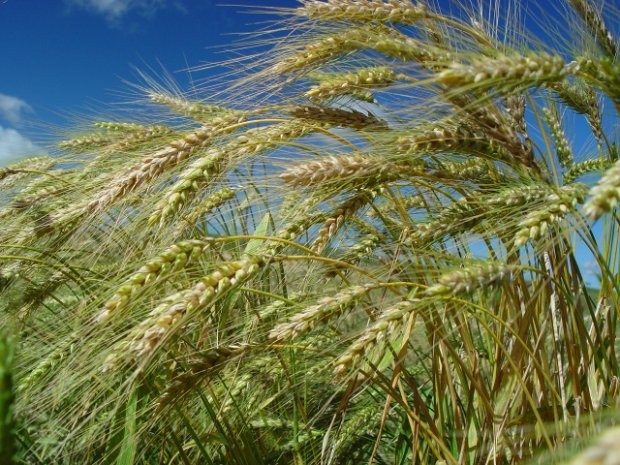 Foto: Aires Mariga / Epagri 