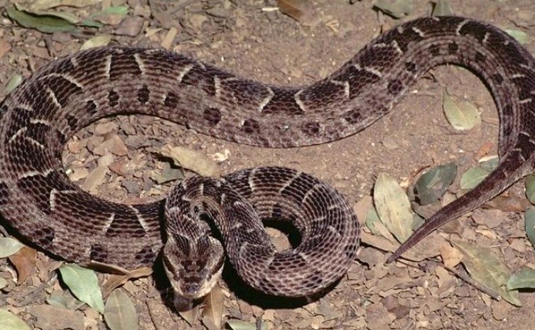 Toda serpente tem um papel fundamental no meio ambiente - Foto: Divulgação