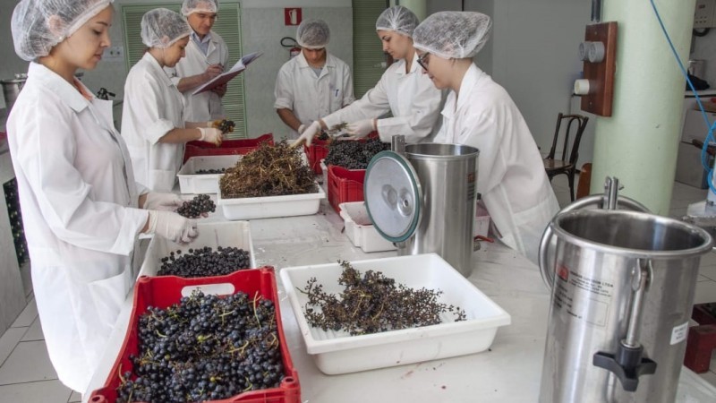Análises de cinzas podem indicar adulterações de produtos, o que em vinhos e derivados da uva e do vinho constituem fraude - Foto: Fernando Dias / Seapdr /Arquivo