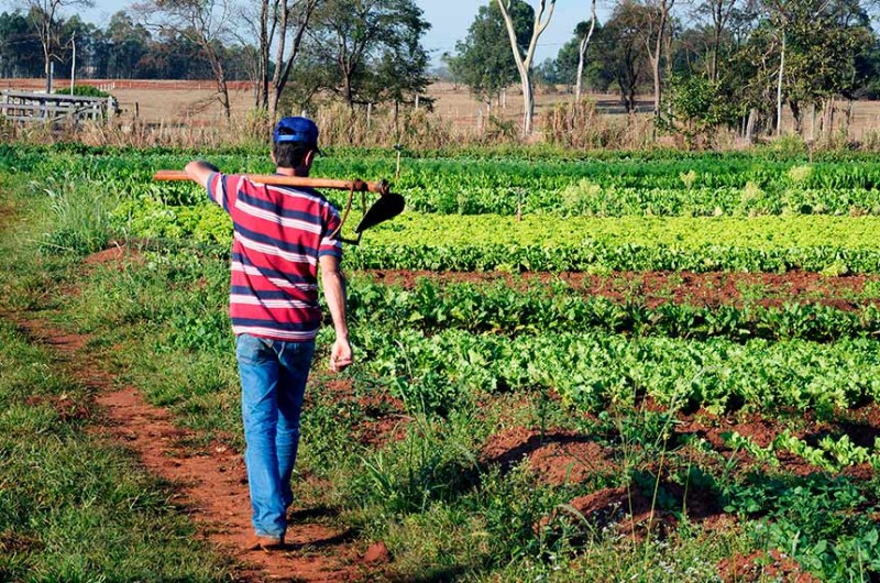 A agricultura familiar é um dos focos dos projetos em análise na Comissão de Agricultura e Reforma Agrária (CRA) do Senado - Jorge Etecheber/SESC-SP