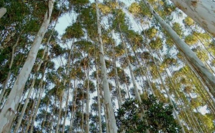 Tocantins teve um aumento de 5,2%, na produção de florestas, em 2019 - Foto: Seagro/Governo do Tocantins