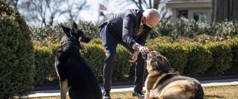 Cachorros de Joe Biden voltam para Delaware após episódio agressivo - (Foto: Reprodução/Twitter @TheFirstDogs)