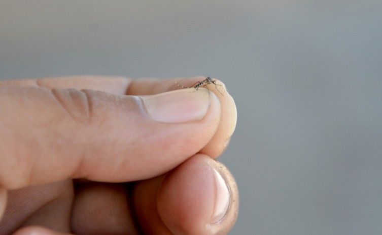 Saúde alerta municípios para os cuidados com a proliferação do Aedes aegypti - Foto: Nilcem Fernandes/Governo do Tocantins