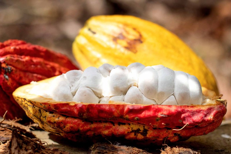 João Neiva é o 4º maior produtor de cacau do Espírito Santo, tanto em produtividade como em área plantada.
