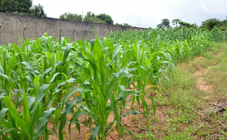 Plantação foi iniciada em novembro de 2021 e colheita está prevista para final de janeiro deste ano - Foto: Seciju/Governo do Tocantins