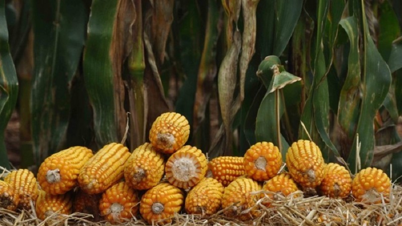 Programa Troca-Troca fomenta o cultivo de milho (foto) e sorgo no RS - Foto: Fernando Dias/Ascom Seapdr