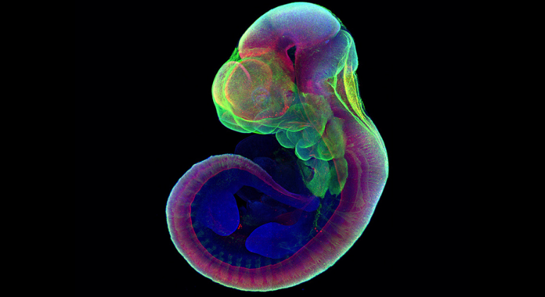 Cientistas conseguiram fazer embrião se desenvolver em útero artificial - (Foto: Weizmann Institute of Science)
