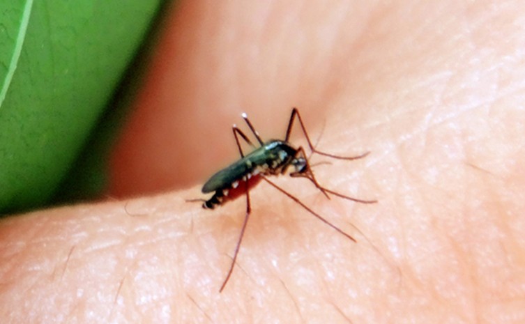 Capacitação sobre manejo de pacientes com dengue, zika ou chikungunya atualiza profissionais - Foto: Divulgação