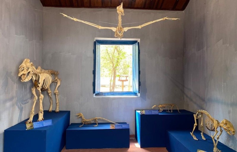 Exposição 'Pantanal através dos esqueletos', no Museu de História Natural - Foto por: Divulgação