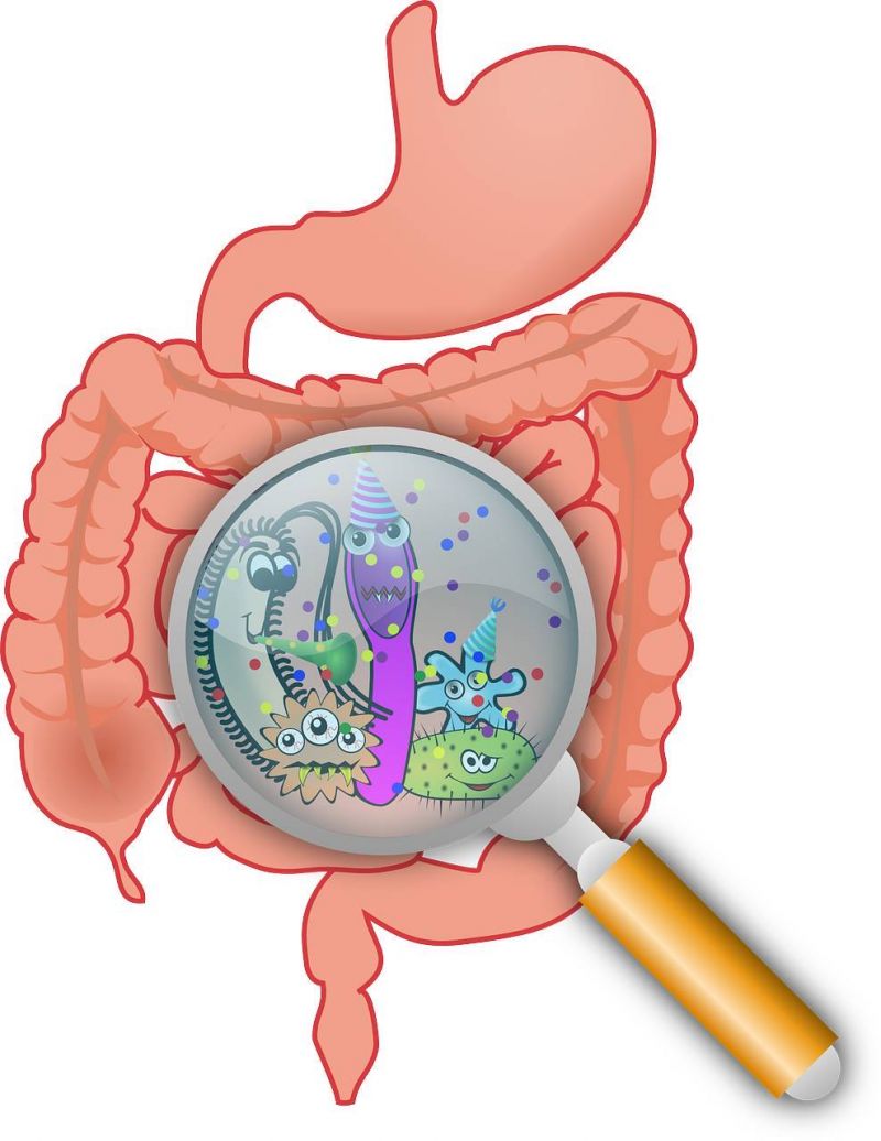 Pessoas idosas ou com obesidade, por exemplo, tendem a ter alterações na microbiota - (Foto: Pixabay)