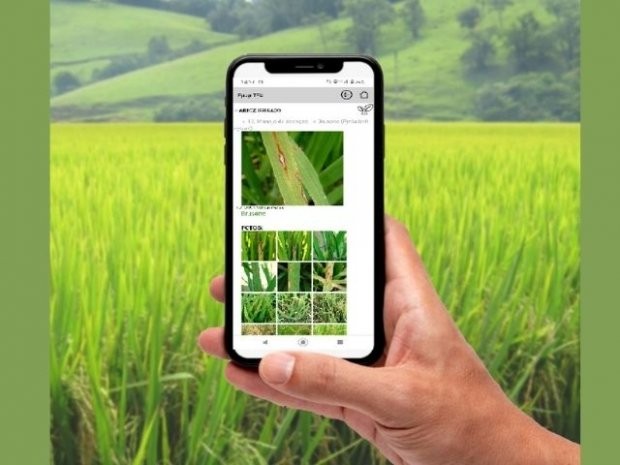 Foto: Divulgação/Epagri 