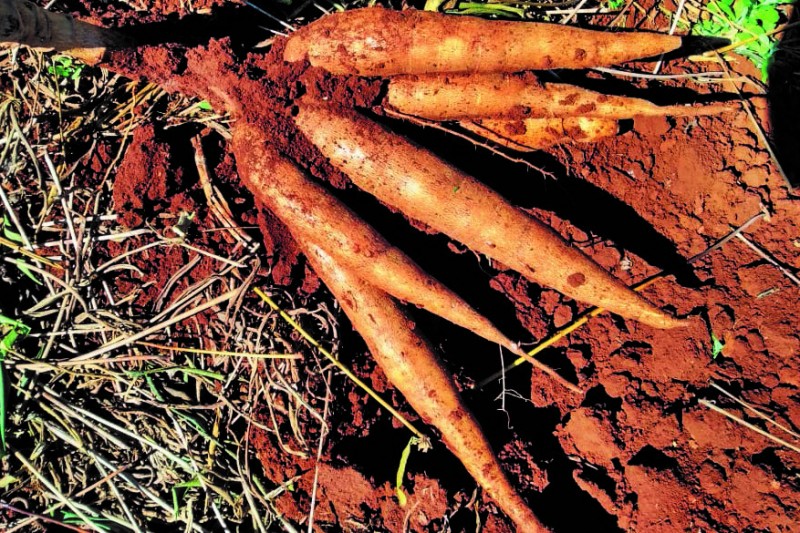 Foto: IDR-PARANÁ