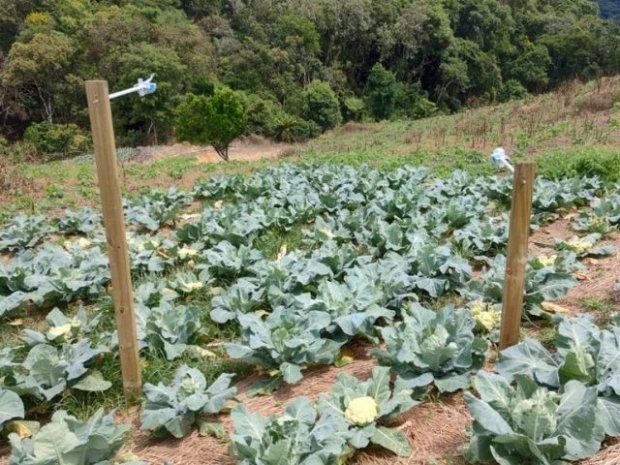  A Epagri/Ciram vem desenvolvendo pesquisas para avaliar a contribuição do Sistema Plantio Direto em Hortaliças (SPDH) para a mitigação da emissão de gases de efeito estufa (GEE) em comparação ao sistema convencional e assim propor um indicador ambiental 