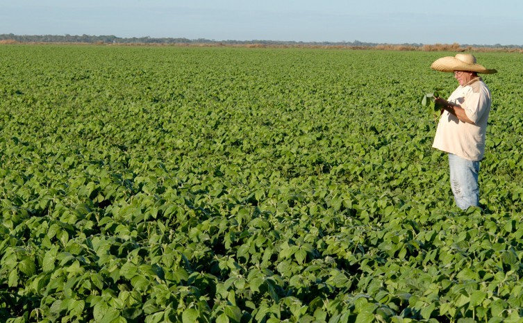 Seguro rural surge com um dos mais eficientes mecanismos de proteção da atividade agrícola - Foto: Seagro/Governo do Tocantins