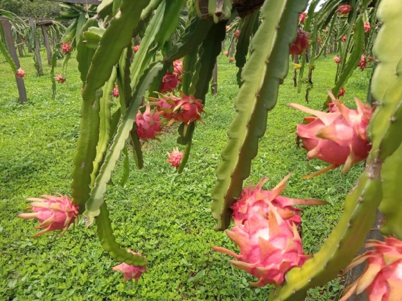 São 180 plantas de sete materiais genéticos, sendo cinco da Embrapa, uma de São Paulo e uma do Pará - Foto por: Empaer