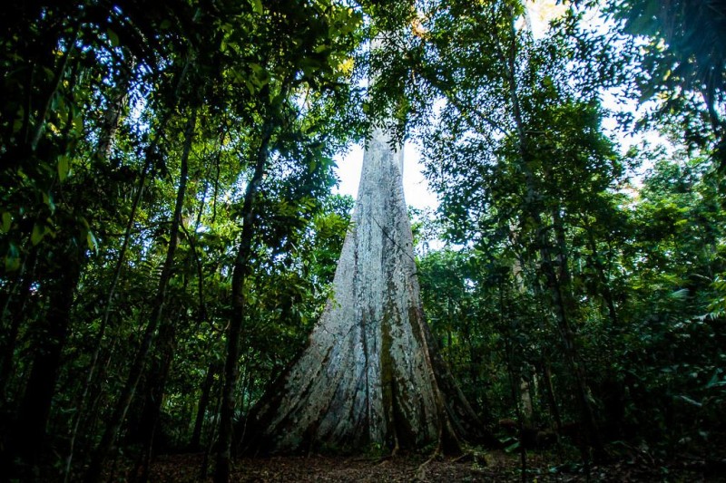 Floresta Amazônica - Foto por: Francisco Alves