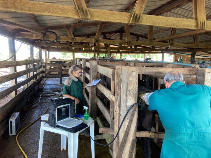 A médica veterinária Tatiany Fernandes durante um dos procedimentos em uma das propriedades assistidas pelo Programa - Foto por: Empaer