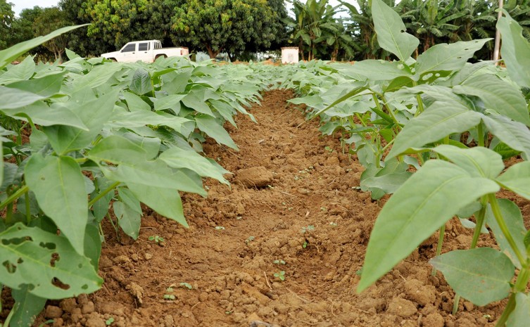 Feijão-caupi possui suas vantagens para os agricultores como ciclo curto e menor exigência hídrica - Foto: Juliano Ribeiro/Governo do Tocantins