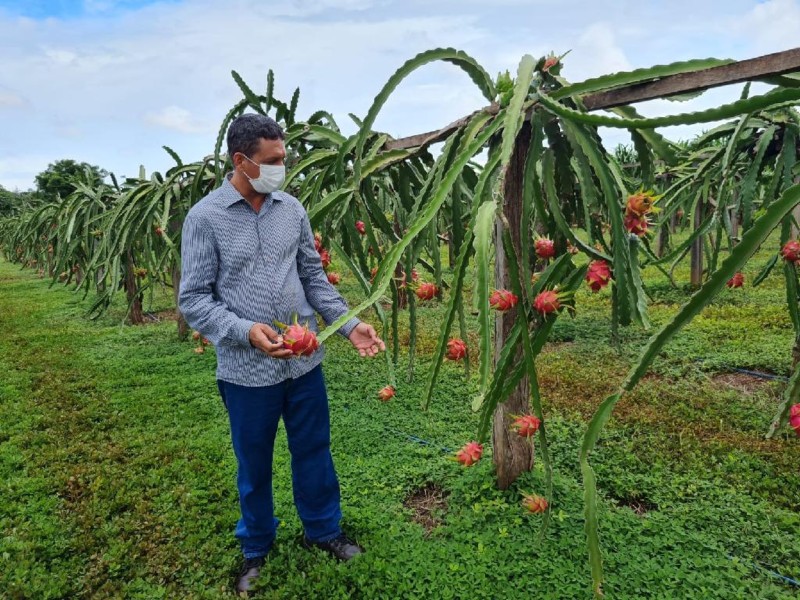 Produtor Ademir dos Santos de Curvelândia está muito satisfeito com a sua produção de 1.200 pés - Foto por: Empaer