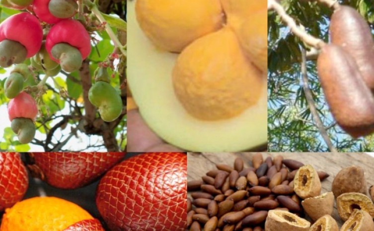 Tocantins é rico em frutos naturais do cerrado - Foto: Agricultura/Governo do Tocantins
