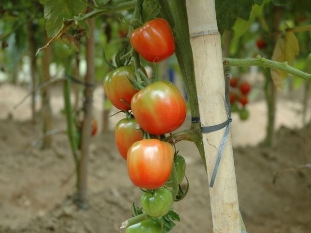 Foto: Aires Mariga / Epagri