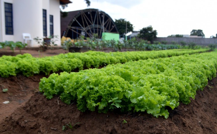 Projeto Horta Renascer é desenvolvido desde 2015 no Centro de Atendimento Socioeducativo de Palmas - Foto: Flávia Oliveira/Governo do Tocantins