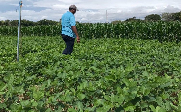 Diversas novas variedades de sementes serão apresentadas na feira - Foto: Seagro/Governo do Tocantins