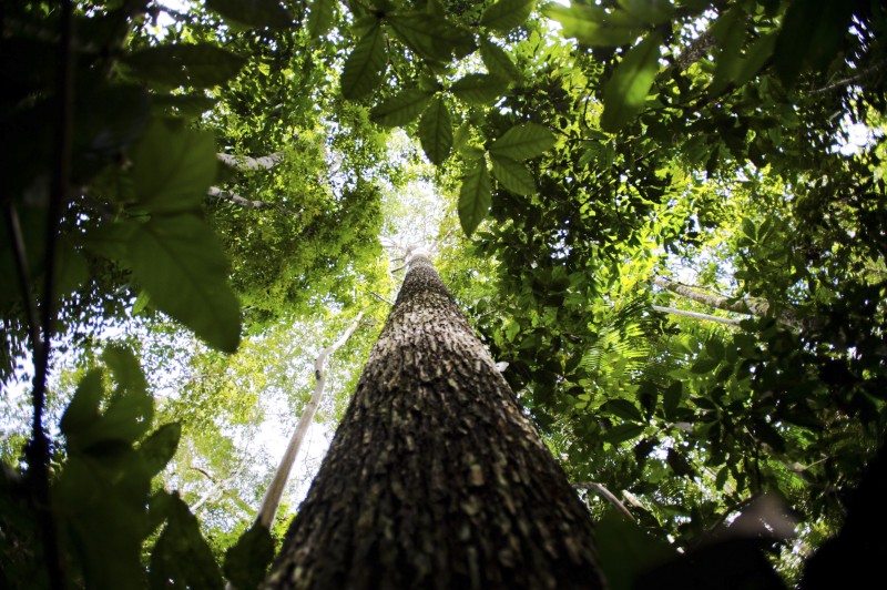 Amazônia terá sistema de dados sobre gases de efeito estufa