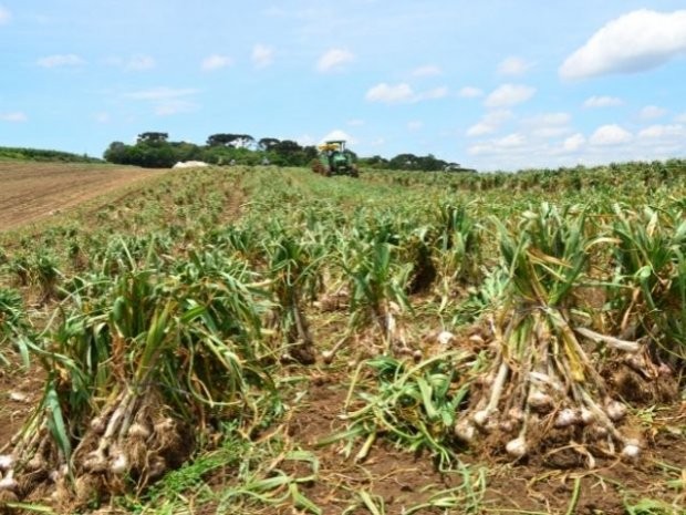  Foto: Aires Mariga / Epagri