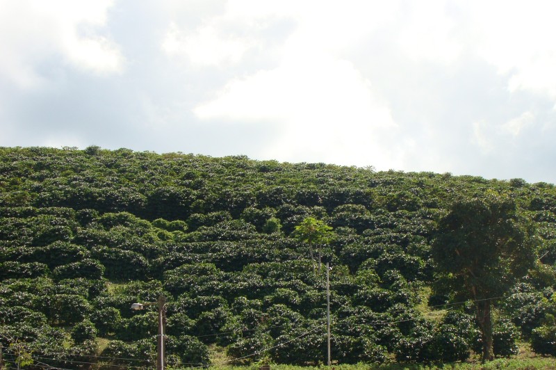 Erasmo Pereira