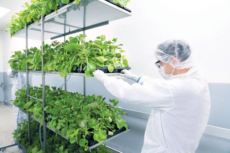 Tabaco selvagem é ideal para testes envolvendo vírus, afirma empresa - (Foto: Divulgação/Medicago)
