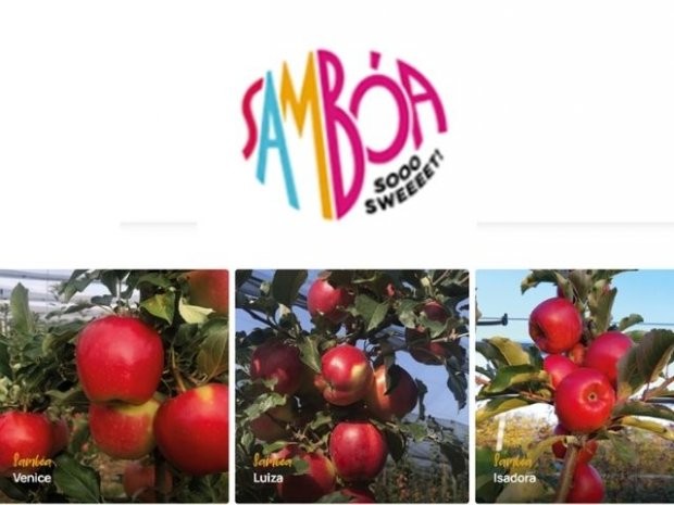 Fotos: Ascom/Epagri Os cultivares de maçã Luiza, Venice e Isadora, desenvolvidos pela Epagri, serão comercializados no mundo sob a marca SAMBÓA, registrada pelo Grupo Rivoira. Há mais de 20 anos a Epagri mantém cooperação com a International Fruit Obtent