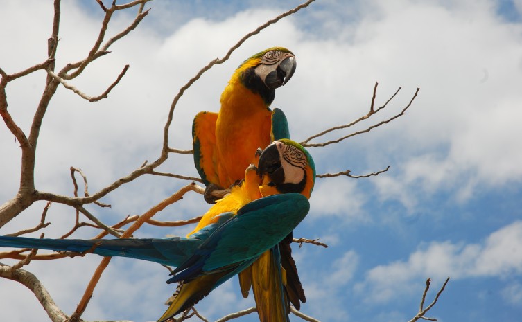 Araras Canindé, símbolos da fauna tocantinense - Foto: Thiago Sá/Governo do Tocantins