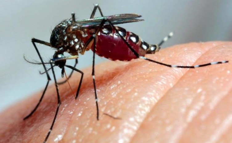 Estado do Tocantins em alerta devido ao aumento dos casos de doenças transmitidas pelo mosquito Aedes aegypti - Foto: Agência Brasil