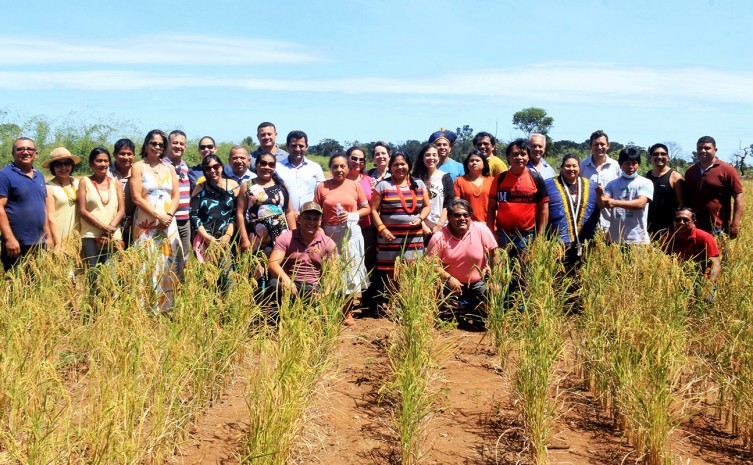 Grupo teve oportunidade de ver de perto o cultivo do arroz, que deve beneficiar cerca de 60 famílias distribuídas em oito aldeias Xerente - Foto: Edvaldo Xerente/Prefeitura de Tocantínia