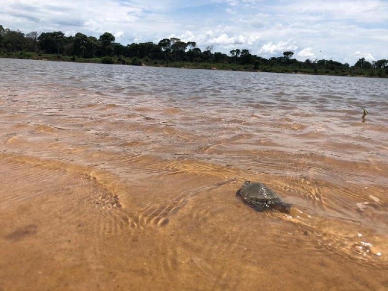 Tartaruga Araguaia
